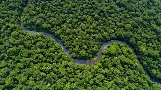 Amazon Deforestation Falls to Historic Low in 2026